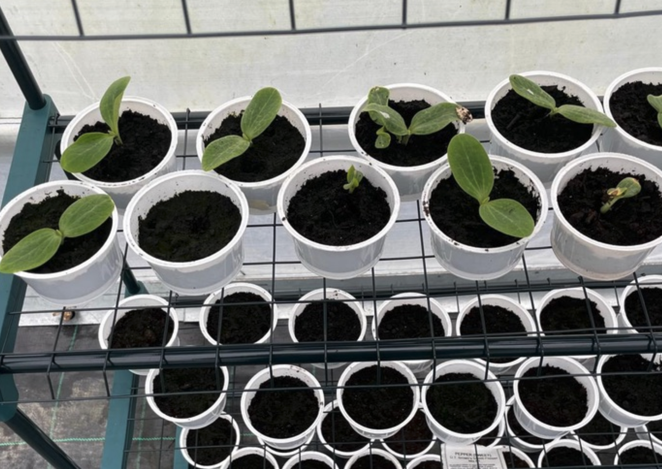 A grow box of seedlings